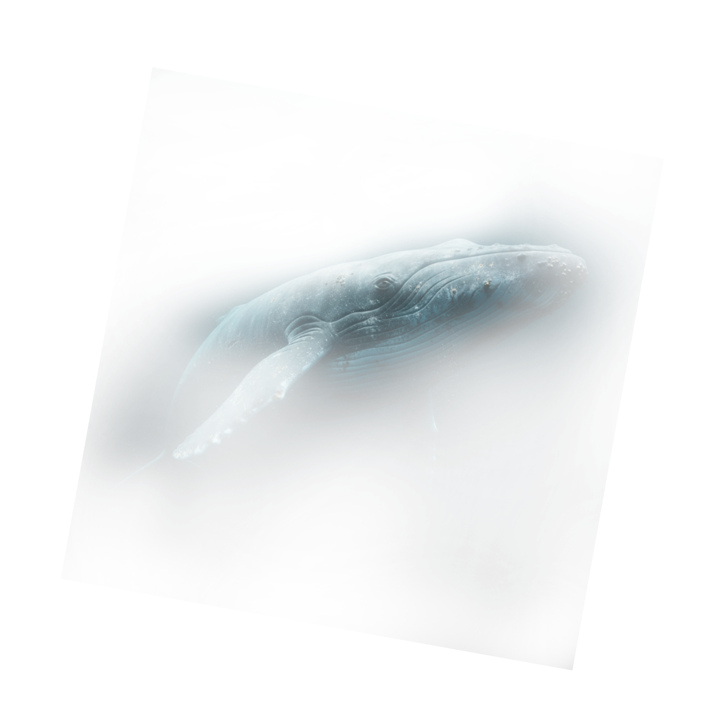 Кит в глубине океана — символ полной ответственности за груз